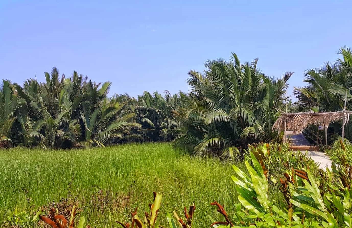 Gợi ý lịch trình tham quan rừng dừa Bảy Mẫu Hội An 1 ngày - Miền Tây sông nước phiên bản phố cổ